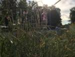 instructor standing behind prairie plants in a forest preserve